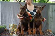 Doberman europejski chlopiec FCI