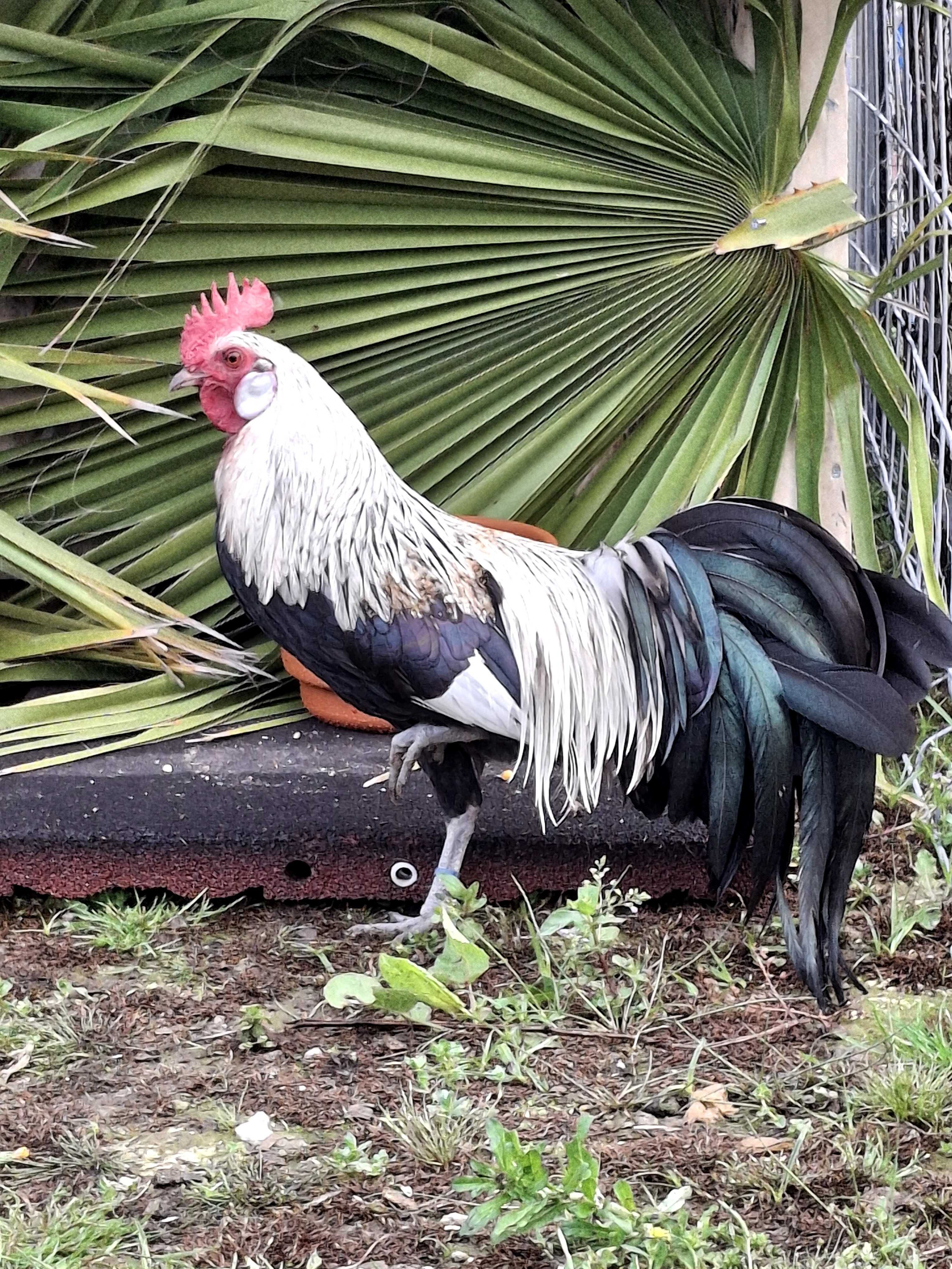 Ovos ferteis de fenix onagadori