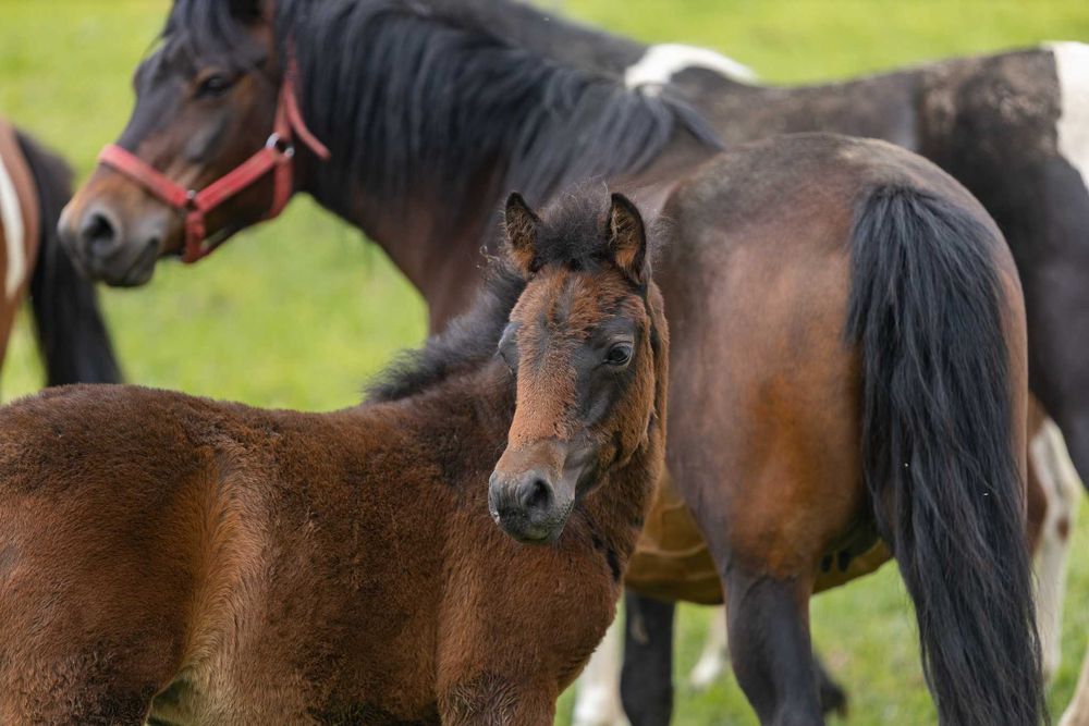Klacz huculska 2025, hucuł, kuc.