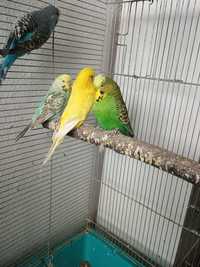Papugi faliste WPF i polstandard.dwie pary dorosłe