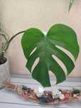 Kwiatek Monstera 115cm