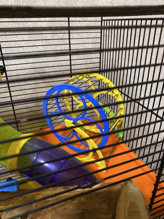 Продам клітку для хомʼяка з усім, що на фото