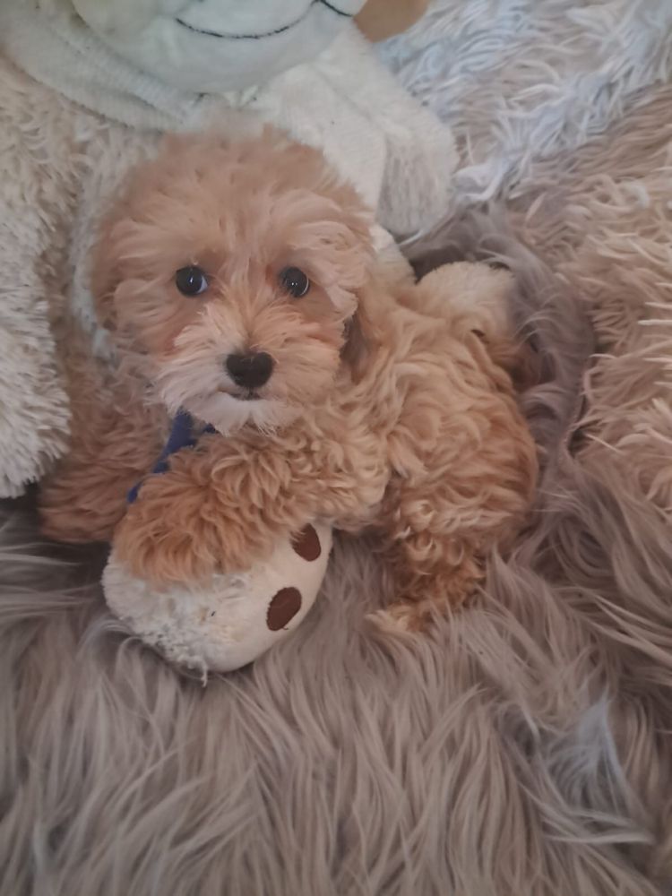 Maltipoo piesek mama maltańczyk tata pudel toy red