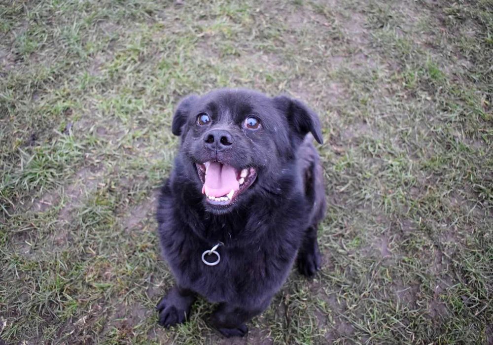 Racuszek 11letni pies do adopcji