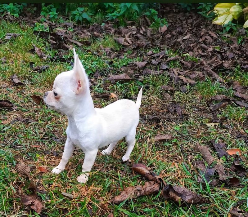 Chihuahua krótkowłosy piesek zkwp FCI