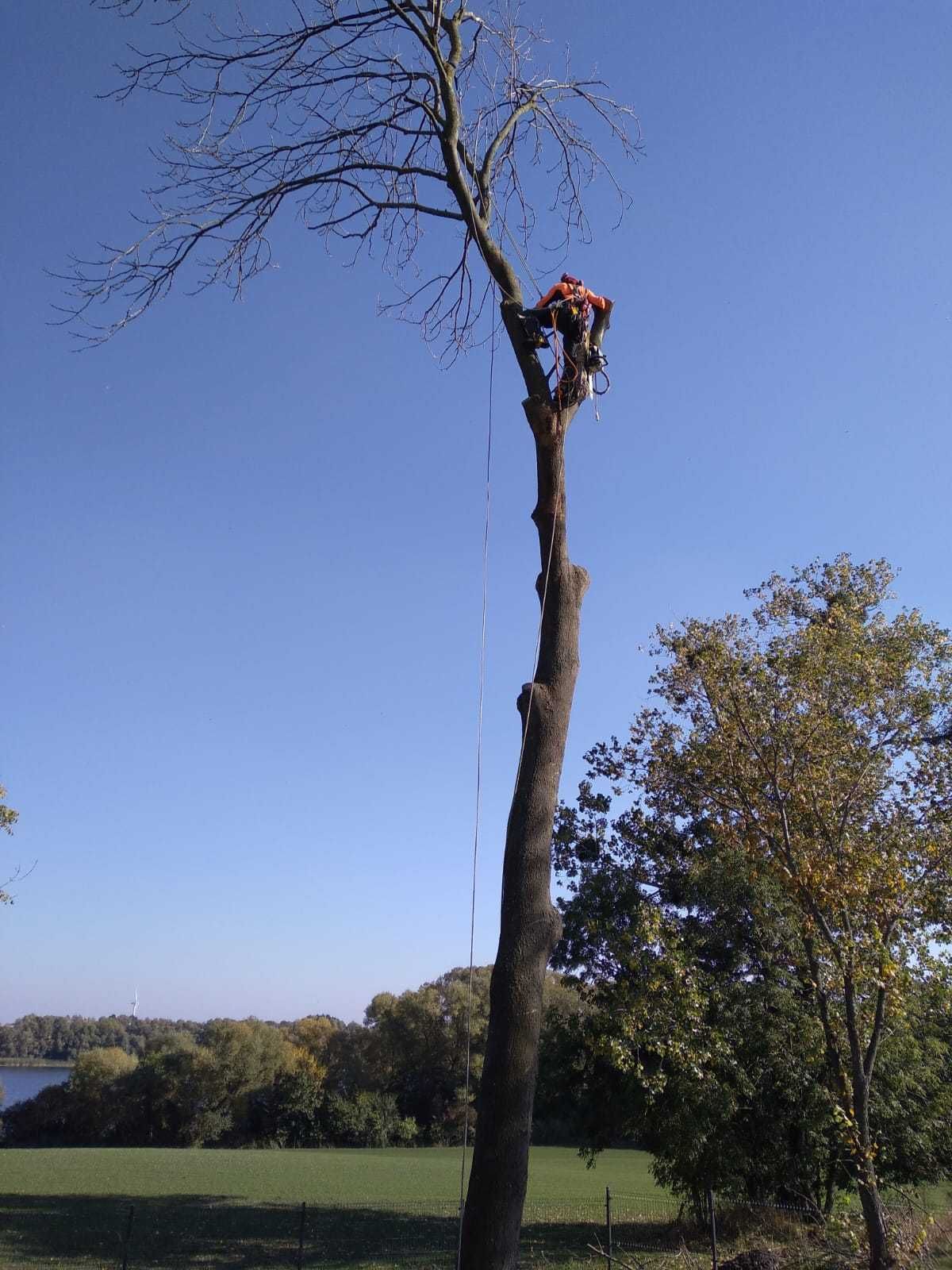 Wycinka drzew metodą alpinistyczną  Pielęgnacja drzew - HARBO