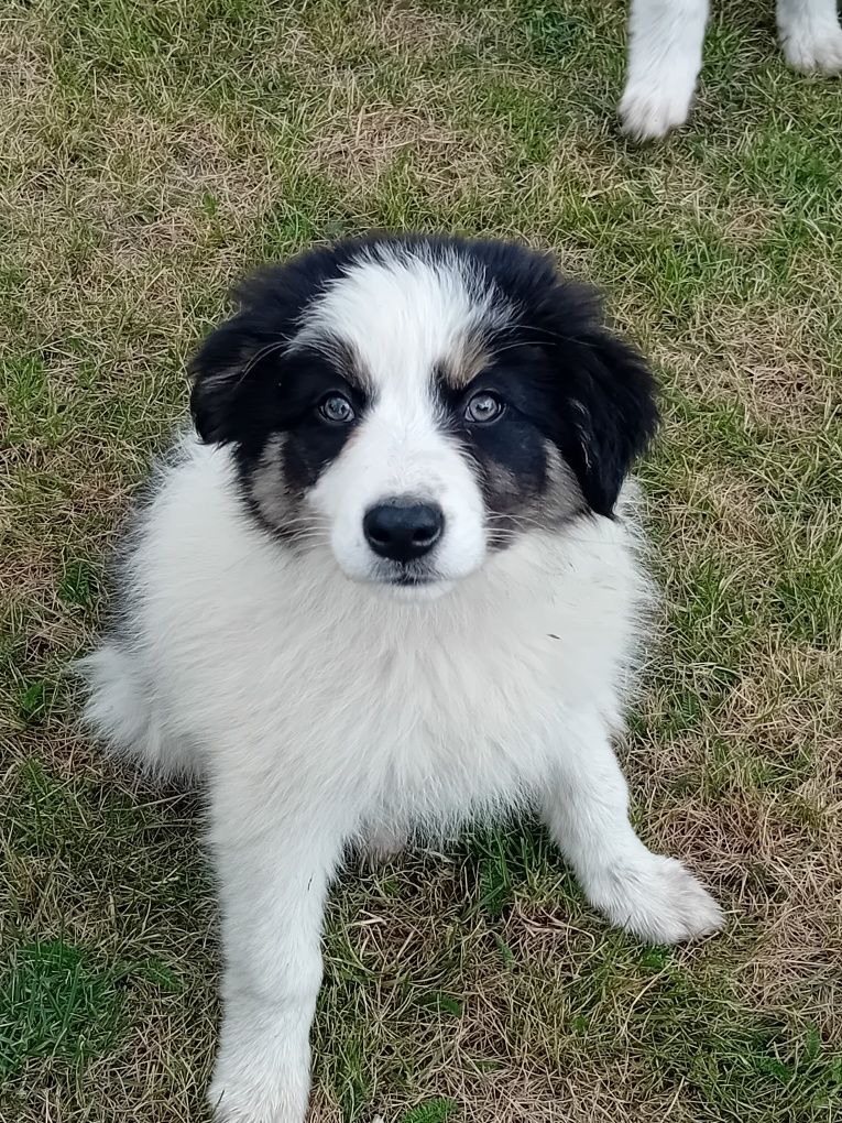 Border collie suczka