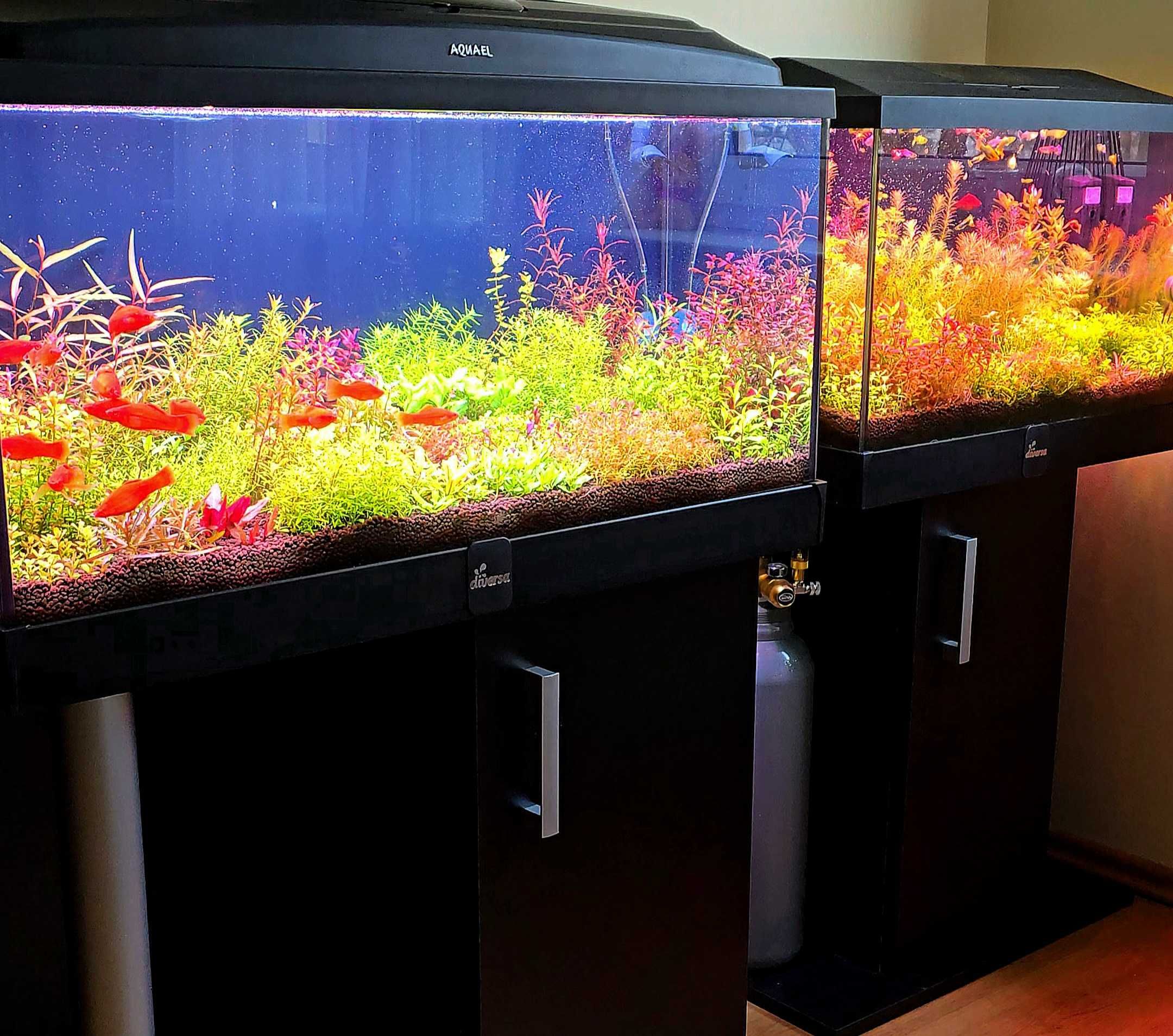 rotala macrandra variegated RARYTAS wysyłka duży wybór gatunków roślin