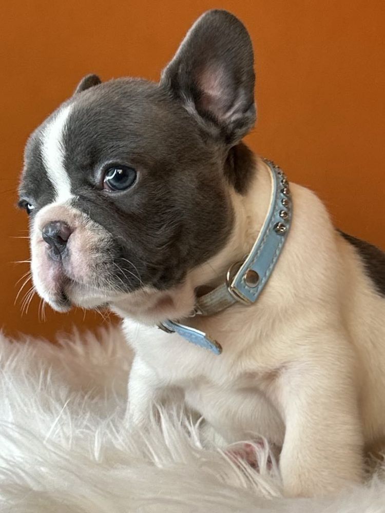 Buldog francuski piesek