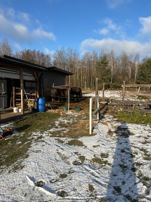 Posiadam obornik koński