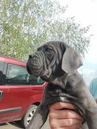 Cane Corso Italiano