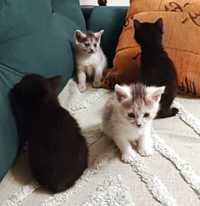 cztery  małe kotki szukają nowego domu