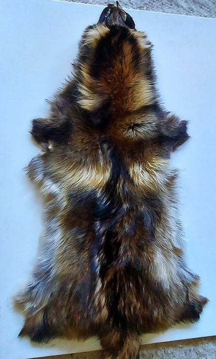 Skóra z jenota fińskiego,raccoon