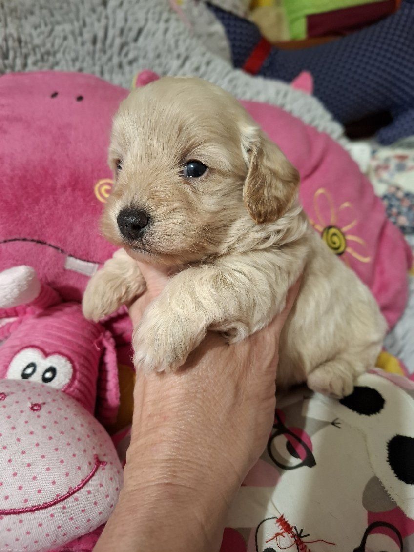 Maltipoo chłopczyk do rezerwacji, odbiór pod koniec maja.