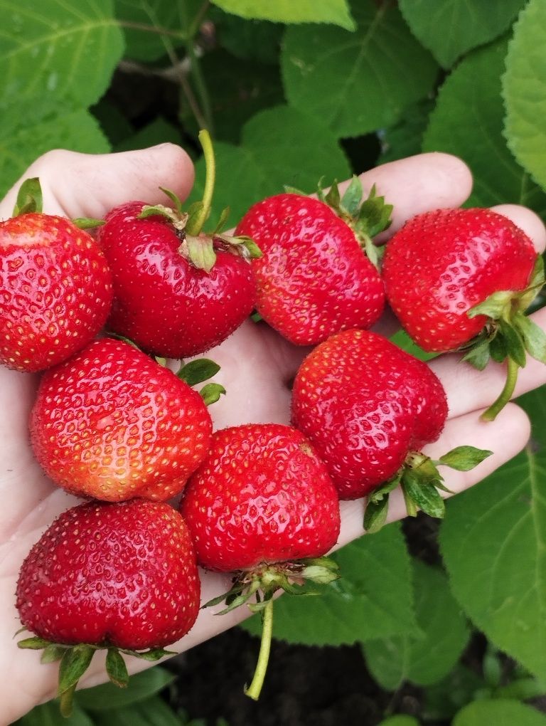 Продам саджанці клубники