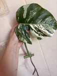 Monstera variegata pedowki
