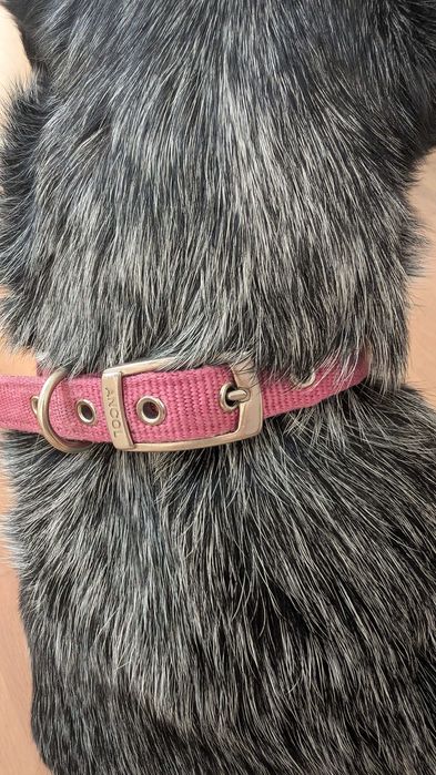Obroża dla psa ANCOL vintage M, 30-37cm, solidna metalowa klamra