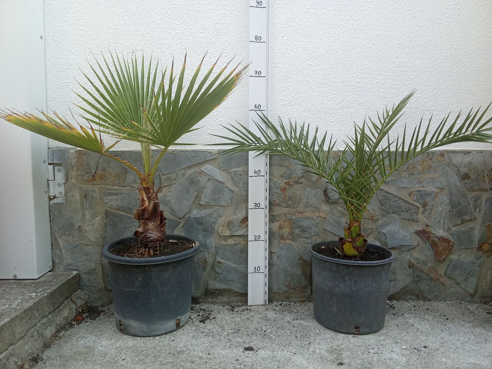 Palmeira phoenix e washingtonia robusta