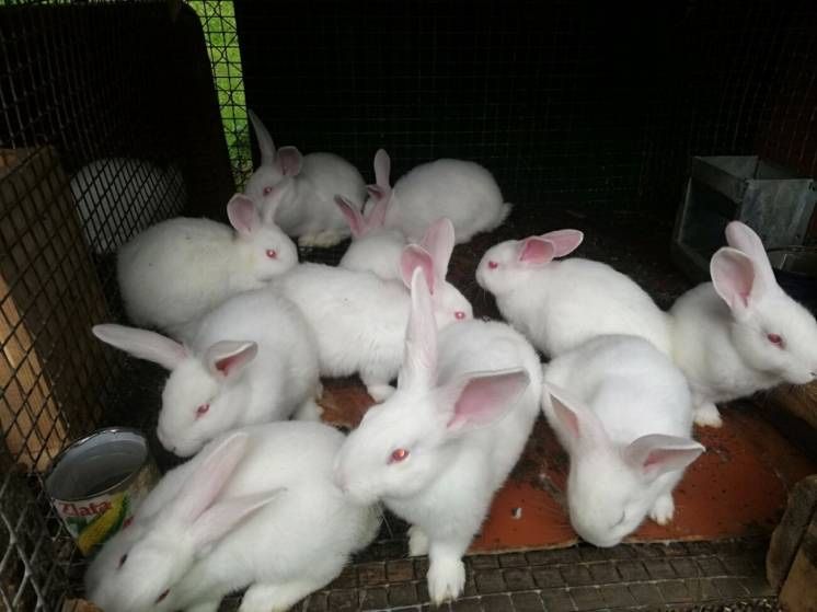 Кролики, кролі, різних порід і різного віку
