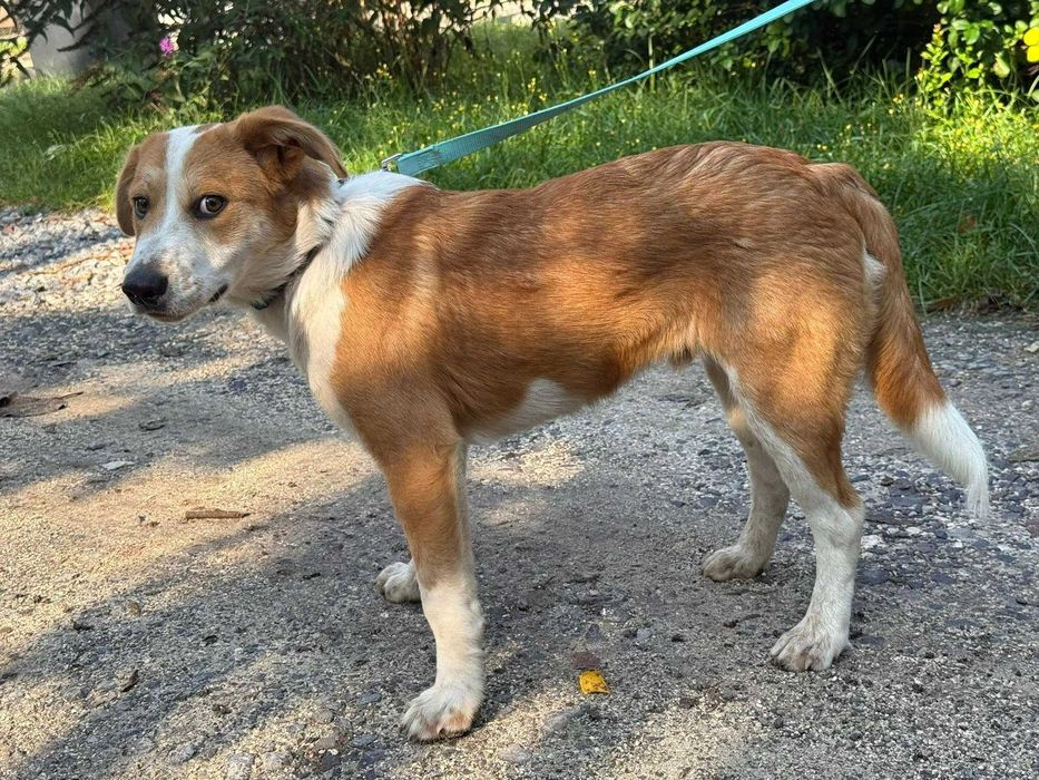 Bąbel- roczny psiak do adopcji