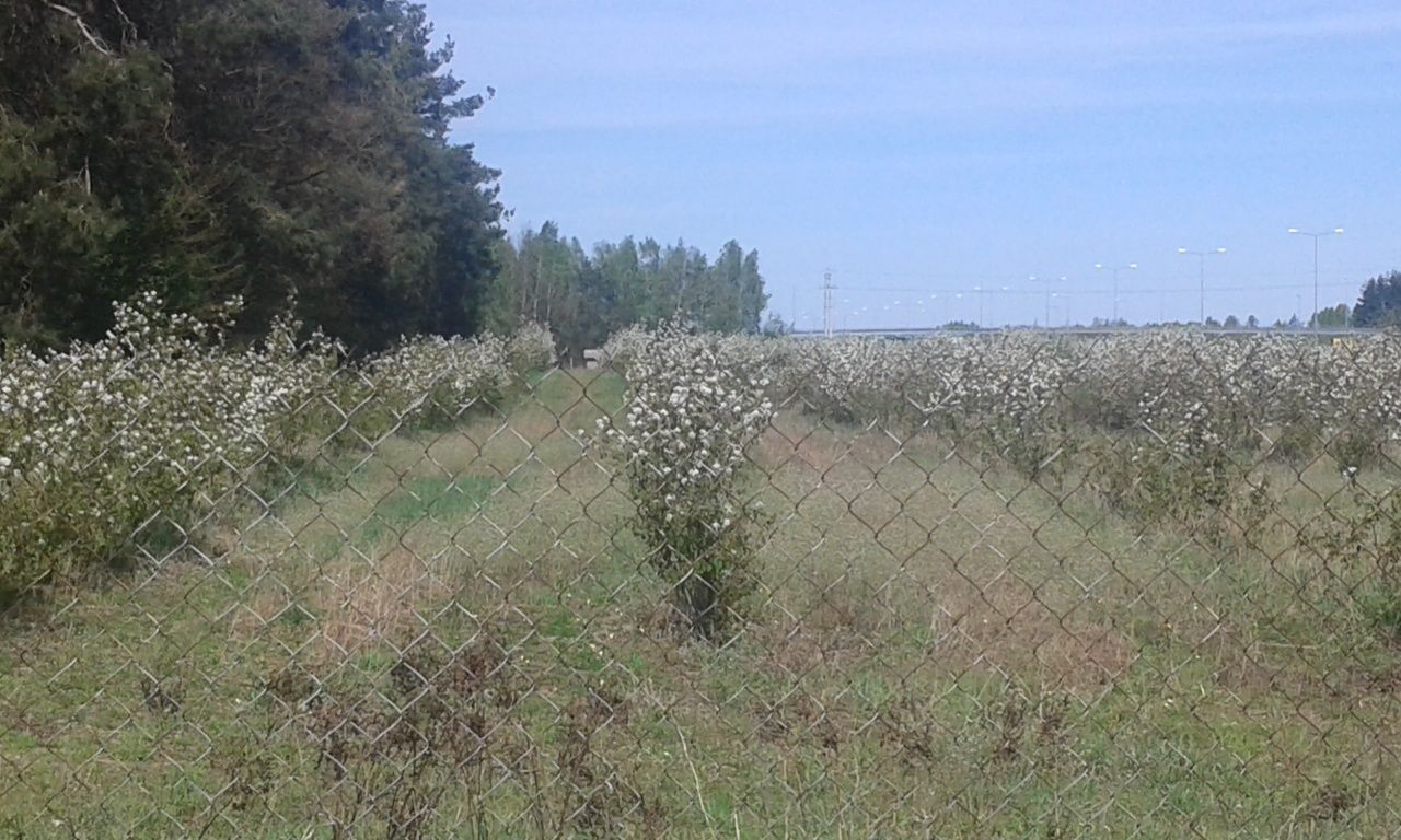 Świdośliwa sadzonki