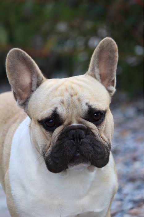 Французский бульдог  мальчик КСУ питомник