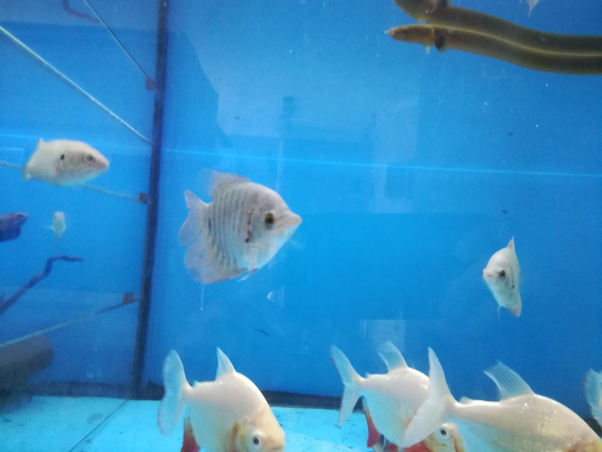 Gourami gigante cinza8-10cm