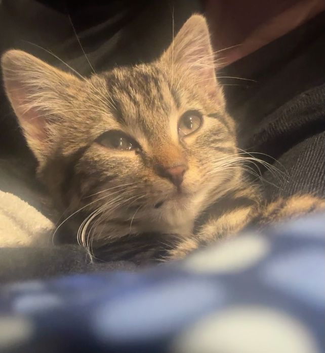 Mała kotka szuka domu