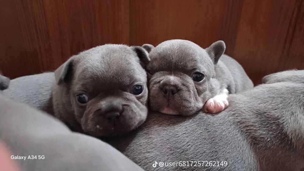 Продам цуценят Француского бульдога.