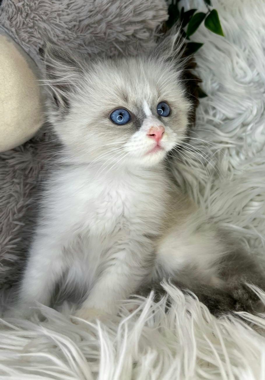 Kot Kotka Ragdoll Rezerwacja Rodowód Badania Genetyczne Wyprawka