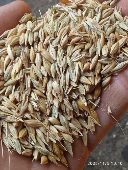 Продам ячмінь 2025.