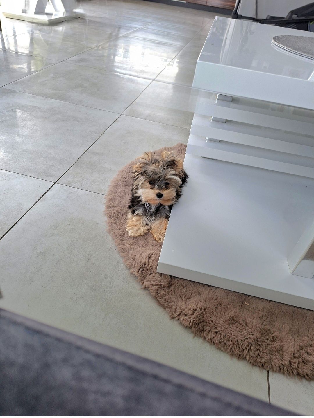 Słodziutka kruszyneczka, mini mini Mikey, chłopiec Yorkshire terrier