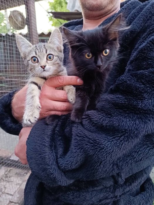 Отдам котят в добрые руки