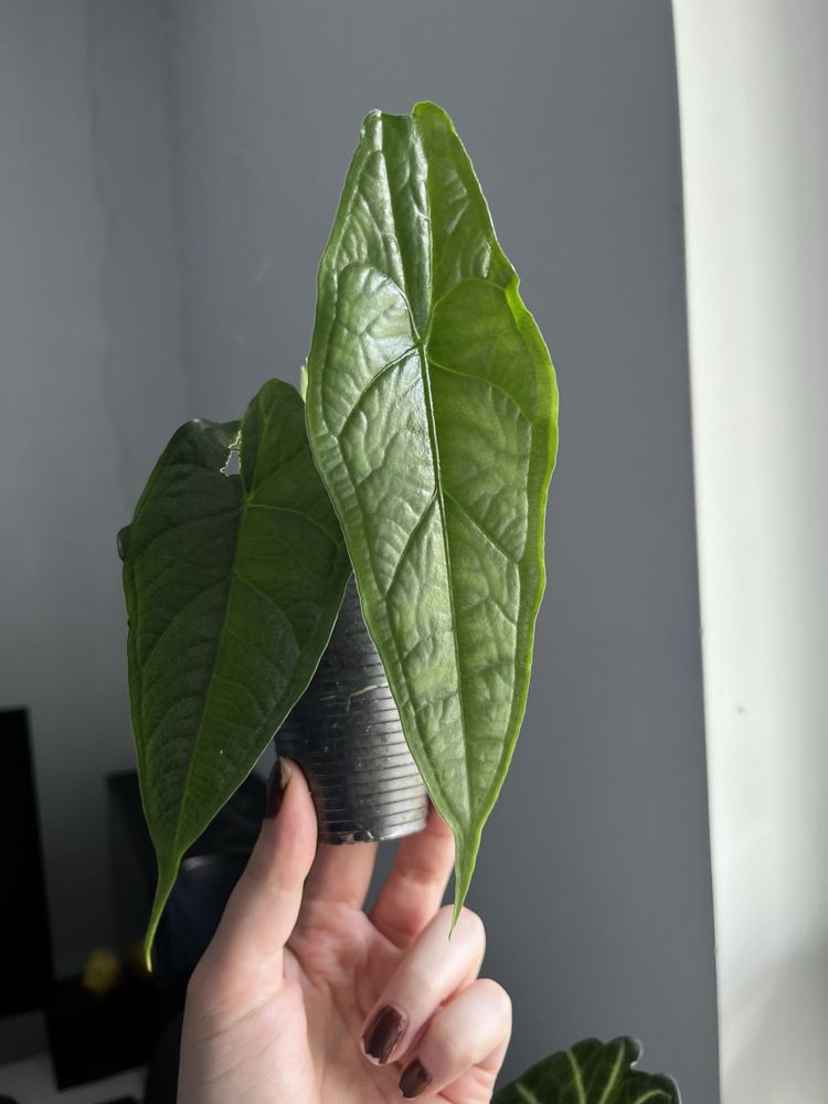 Alocasia Heterophylla Dragon Breath