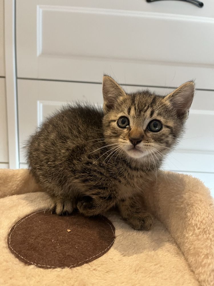 Leo malutki kotek do adopcji
