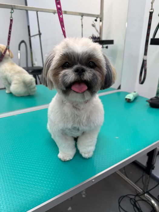 Шукаю моделей для стрижки собак, Позняки