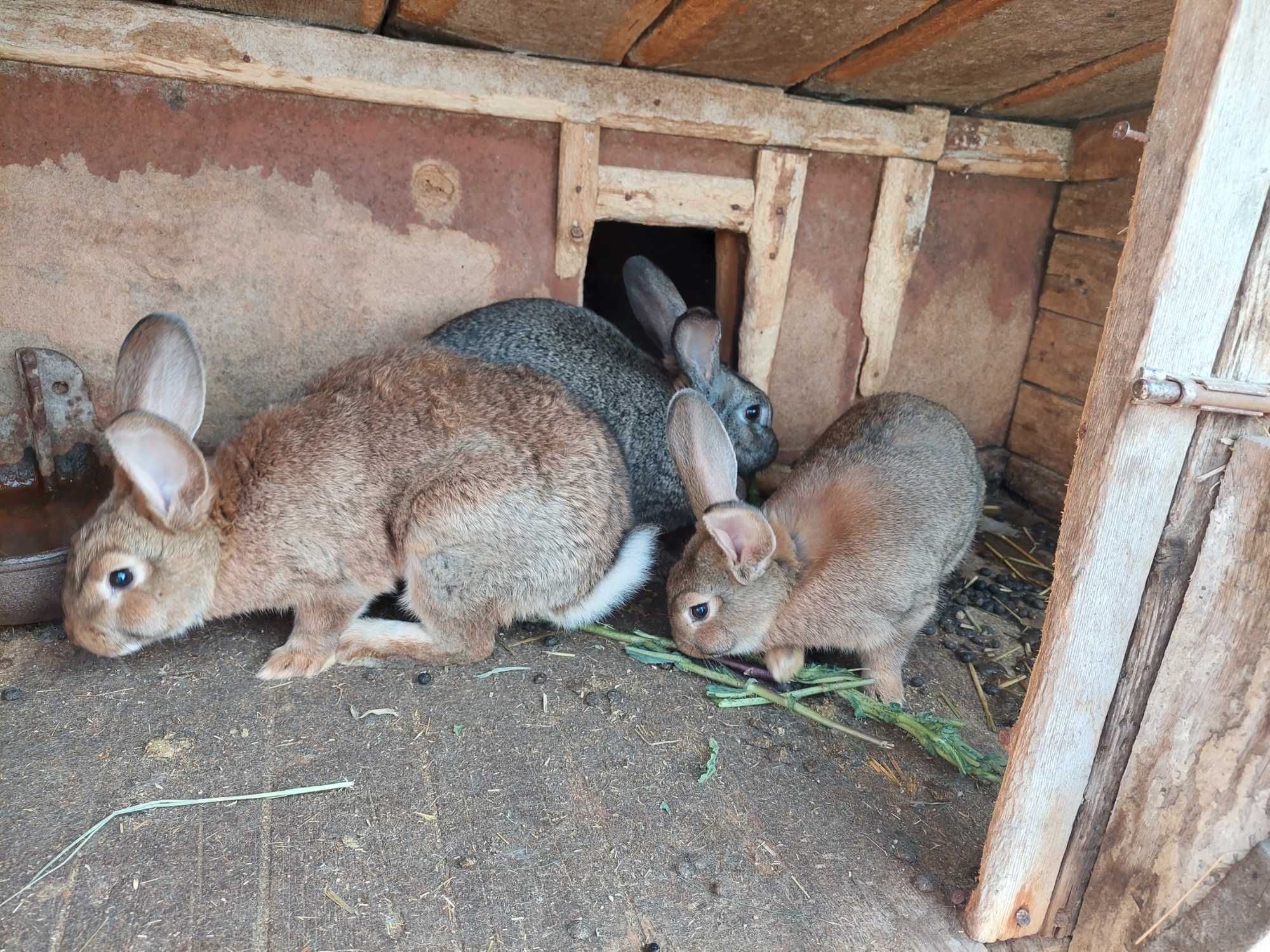 Кролики ціна 150-200 грн