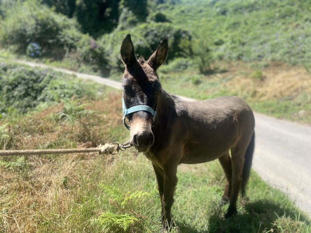 Burro macho cruzado de ponei