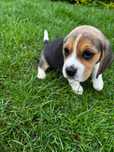 Beagle Tricolor Suczka