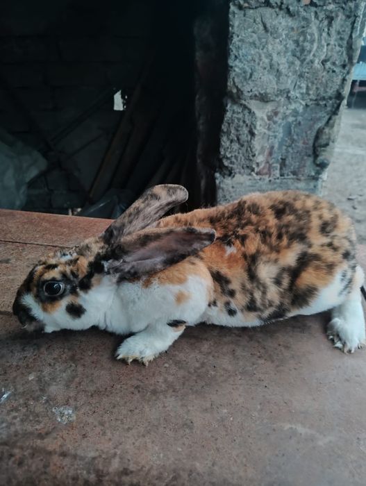 Sprzedam samiczki reks