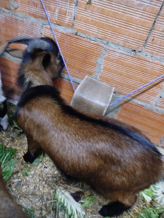Chibo anão  6 meses