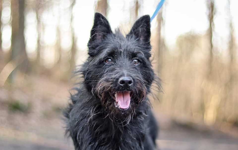 Czarny Mati poleca się do adopcji