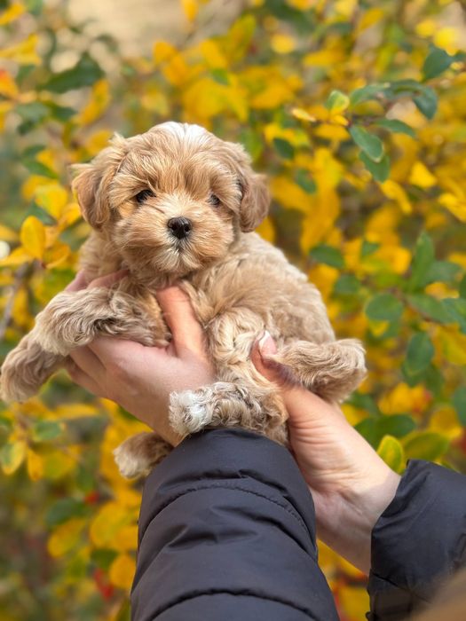 Міні хлопчик Мальтіпу Ф1