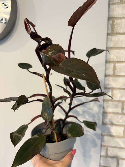 Philodendron Pink Princess