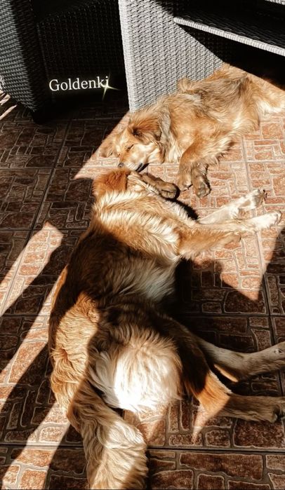 Szczeniaczki do adopcji