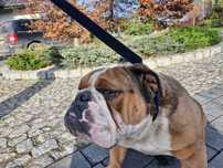 Buldog Angielski Pies