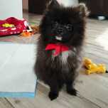 szpic miniaturowy pomeranian Suczka
