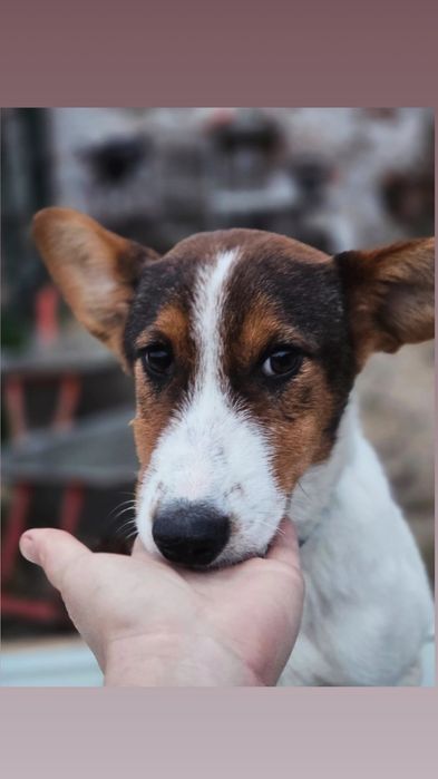 Отдам пса-компаньона, 7 месяцев, кастрирован, привит