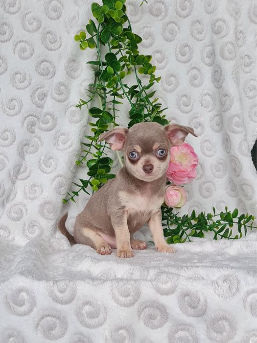 Excelente mini lilac tan Chihuahua/Chiuaua Linhagem Russa,Qualidade