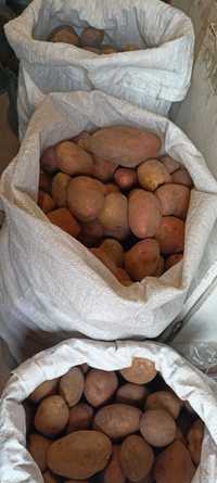Продам картоплю :НЕ ОБРОБЛЯЛАСЬ ГЕРБІЦИДАМИ. Ціна 8 грн за кг .